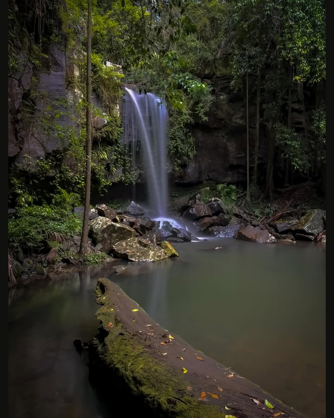 Curtis Falls surrounded by dense subtropical rainforest